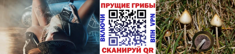 купить сайты Бердск Галлюциногенные грибы Cubensis